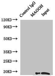 MAGOH Antibody