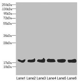 MAGOH antibody