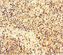 MAJIN Antibody