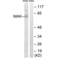 MAK Antibody