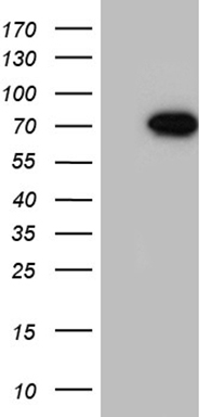 MAK Antibody