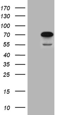 MAK Antibody