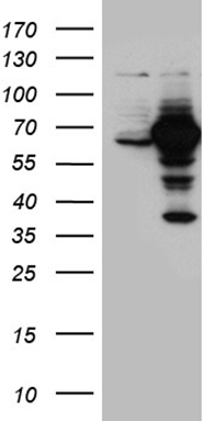 MAK Antibody