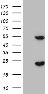 MAK Antibody