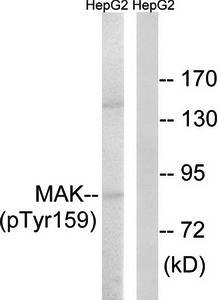 MAK (Phospho-Tyr159) Antibody