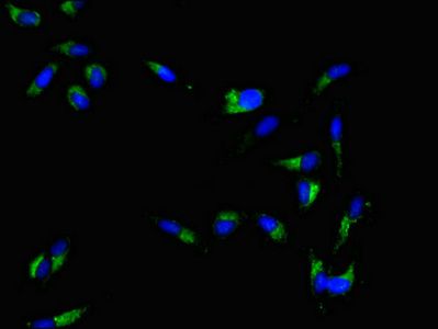 MAL Antibody