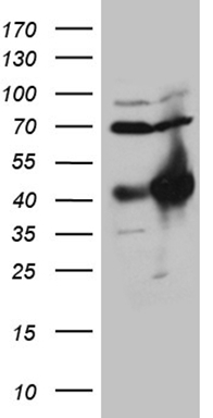 MALT1 Antibody