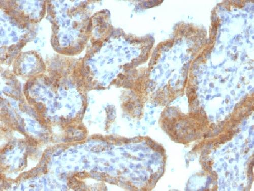 MAML2 antibody