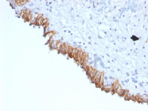 MAML2 antibody