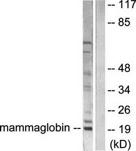 Mammaglobin Antibody