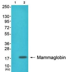 Mammaglobin Antibody