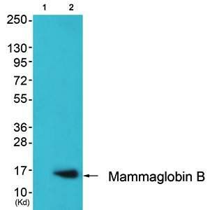 Mammaglobin B antibody