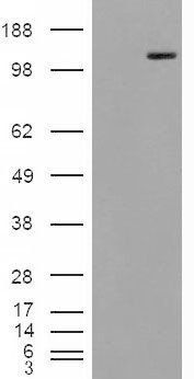 Goat anti-MAN2A1 Antibody