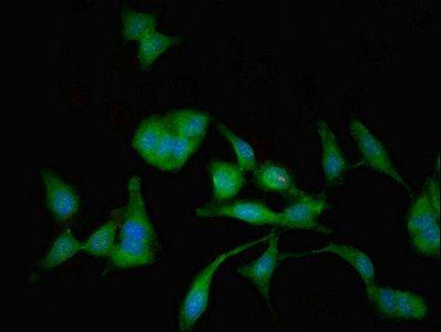 MAN2C1 Antibody
