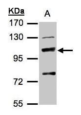 STXBP2 antibody