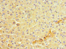 MANF Antibody
