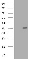 MBL2 Antibody