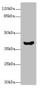 manA Antibody