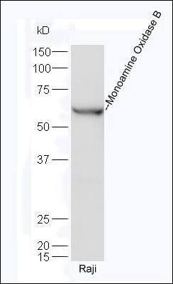 MAOB antibody