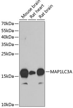 MAP1LC3A antibody