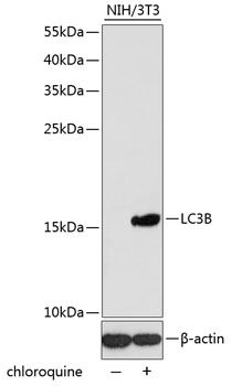 MAP1LC3B antibody
