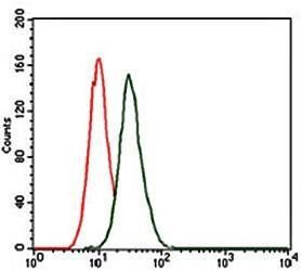 MAP1LC3B Antibody