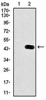 MAP1LC3B Antibody