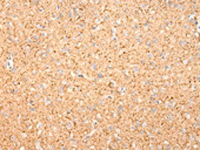 MAP2 Antibody