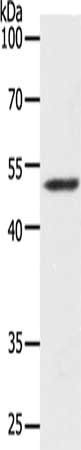 Map2 Antibody