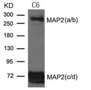 MAP2 Antibody