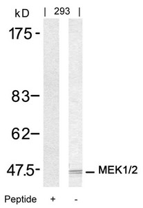 MAP2K1 (Ab-217/221) antibody