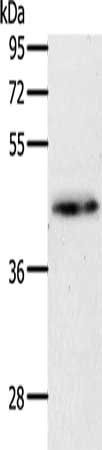 MAP2K1 Antibody