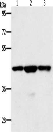 MAP2K1 Antibody