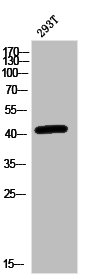 MAP2K1 Antibody
