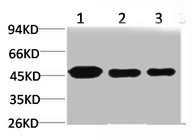 MAP2K1 Antibody
