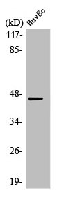 MAP2K1 Antibody