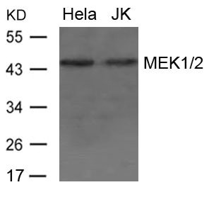 MAP2K1 Antibody