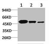 MAP2K2 Antibody