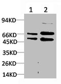 MAP2K2 Antibody