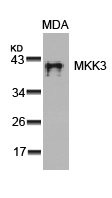 MAP2K3 (Ab-189) Antibody