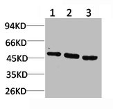 MAP2K5 Antibody
