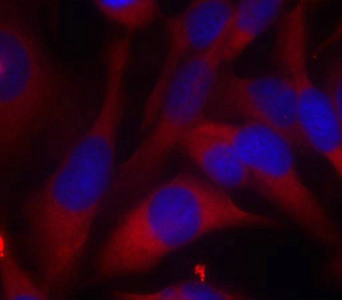 MAP2K6 (Ab-207) Antibody