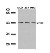 MAP2K6 (Ab-207) antibody