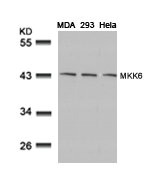 MAP2K6 (Ab-207) Antibody