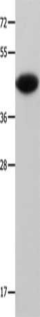 MAP2K6 Antibody