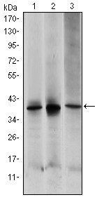 MAP2K6 Antibody