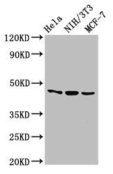 MAP2K7 antibody