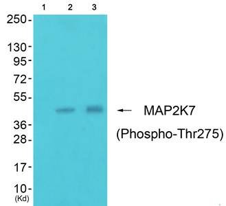 MAP2K7 (phospho-Thr275) antibody