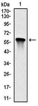 MAP2K7 Antibody