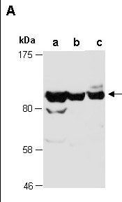 MAP3K10 (C) Antibody, Rabbit Polyclonal